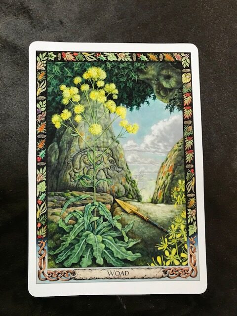 The Druid Plant Oracle Deck - Image 4