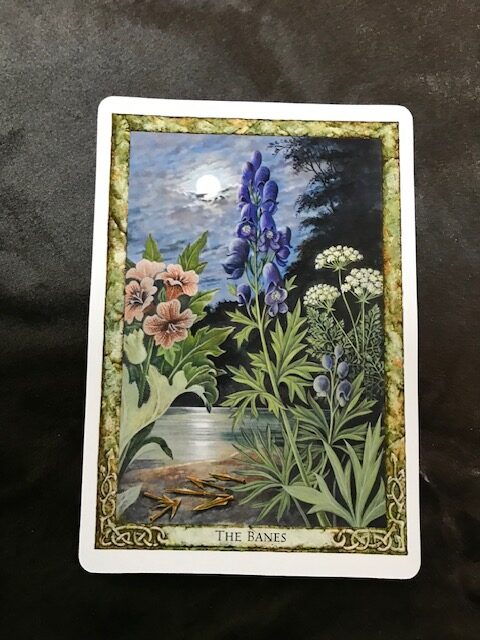The Druid Plant Oracle Deck - Image 3