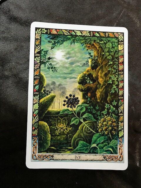 The Druid Plant Oracle Deck - Image 2